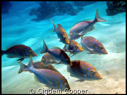 Spangled Emperor. by Cigdem Cooper 